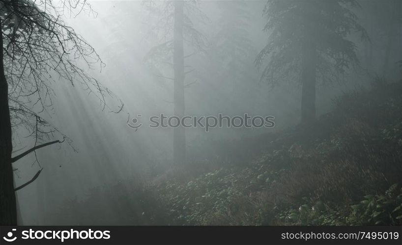 coniferous forest backlit by the rising sun on a misty fog. Coniferous Forest Backlit by the Fising Sun on a misty
