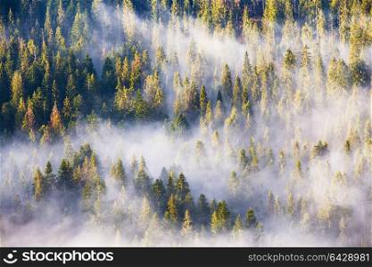 Coniferous forest in fog, Misty pine woodland. Morning fog in spruce and fir forest in warm sunlight