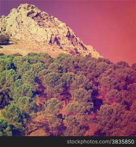 Coniferous Forest on the Background of Mountains in Spain at Sunset, Instagram Effect
