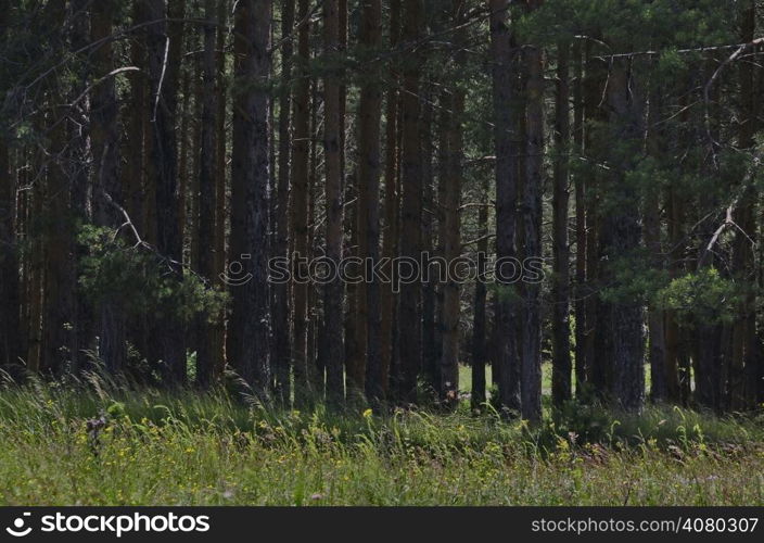 Coniferous forest with flower field in front at summer mountain Plana, Bulgaria