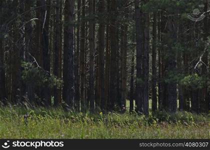 Coniferous forest with flower field in front at summer mountain Plana, Bulgaria