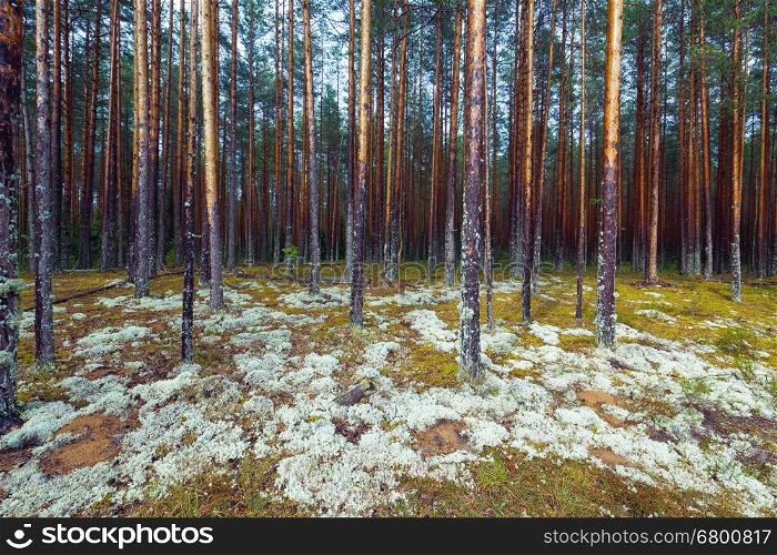 Coniferous forest with tall mast pines