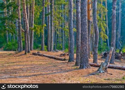 coniferous pine forest with tall trees on a sunny day