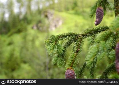 Coniferous tree branch with cones