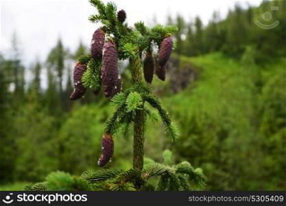 Coniferous tree branch with cones