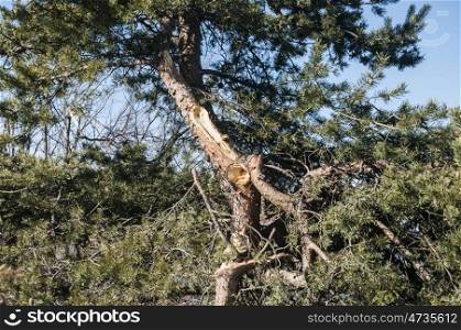 Coniferous tree with broken branch closeup on blue sky background