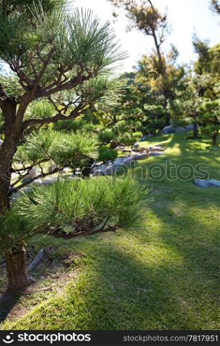 coniferous trees and rocks on a background of blue sky