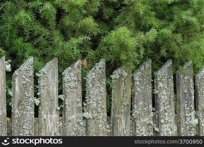 Coniferous trees behind an old fence