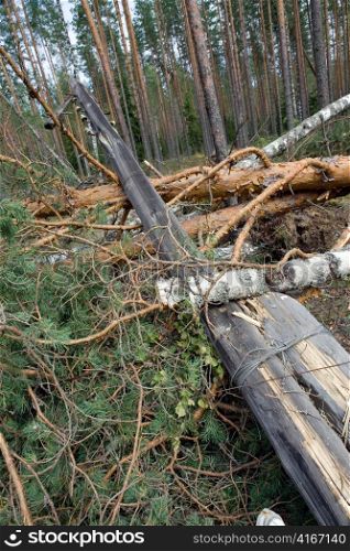 Consequences of hurricane &acute;Asta&acute;, Russia. The uprooted trees and the tumbled down support of lines electricity transmissions