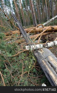 Consequences of hurricane &acute;Asta&acute;, Russia. The uprooted trees and the tumbled down support of lines electricity transmissions