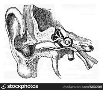 Construction of the human ear, vintage engraved illustration. From the Universe and Humanity, 1910.