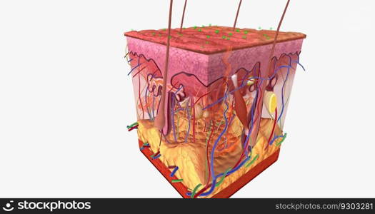 Contact Dermatitis in Skin Tissue 3D rendering. Contact Dermatitis in Skin Tissue