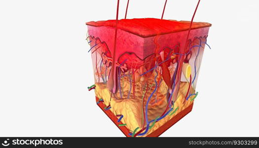 Contact Dermatitis in Skin Tissue 3D rendering. Contact Dermatitis in Skin Tissue