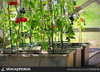 Container vegetables gardening. Vegetable garden on a terrace. Red, orange, yellow, black tomatoes growing in container .. Container vegetables gardening. Vegetable garden on a terrace. Red, orange, yellow, black tomatoes growing in container