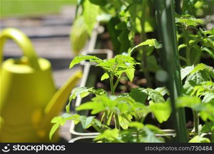 Container vegetables gardening. Vegetable garden on a terrace. Flower, tomatoes growing in container .. Container vegetables gardening. Vegetable garden on a terrace. Flower, tomatoes growing in container