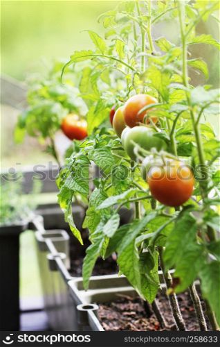 Container vegetables gardening. Vegetable garden on a terrace. Herbs, tomatoes growing in container .. Container vegetables gardening. Vegetable garden on a terrace. Herbs, tomatoes growing in container