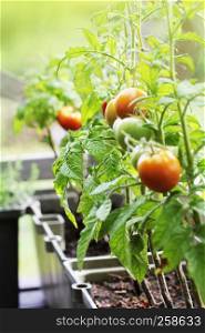 Container vegetables gardening. Vegetable garden on a terrace. Herbs, tomatoes growing in container .. Container vegetables gardening. Vegetable garden on a terrace. Herbs, tomatoes growing in container