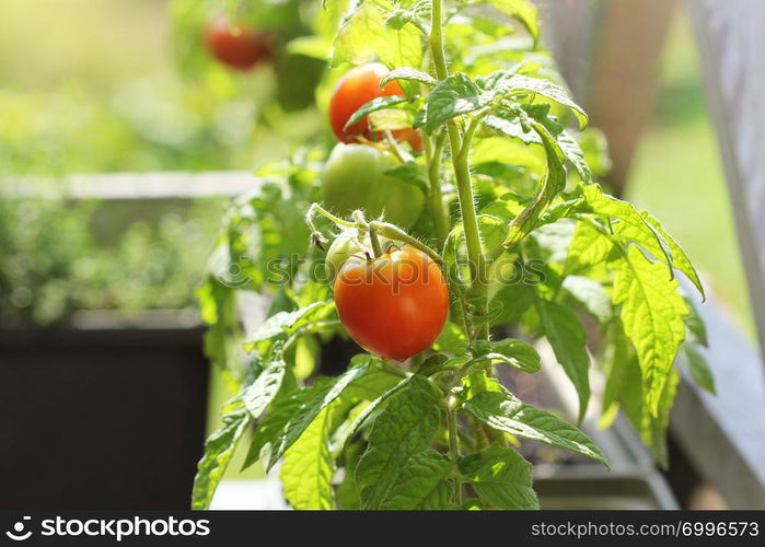 Container vegetables gardening. Vegetable garden on a terrace. Herbs, tomatoes growing in container .. Container vegetables gardening. Vegetable garden on a terrace. Herbs, tomatoes growing in container