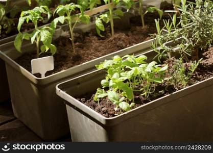 Container vegetables gardening. Vegetable garden on a terrace. Herbs, tomatoes seedling growing in container .. Container vegetables gardening. Vegetable garden on a terrace. Herbs, tomatoes seedling growing in container