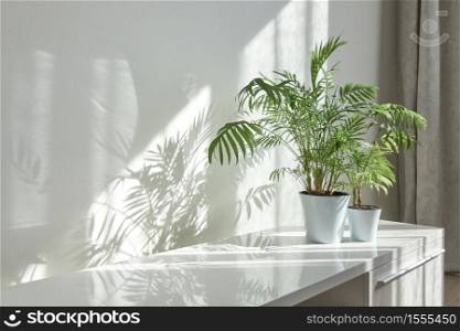 Contemporary eco interior corner with glossy surface of desk, natural green houseplant in the flower pots and long shadows from window on a wall at the sunny day, copy space. Eco working place.. Eco interior corner with glossy surface of stand and green houseplants.