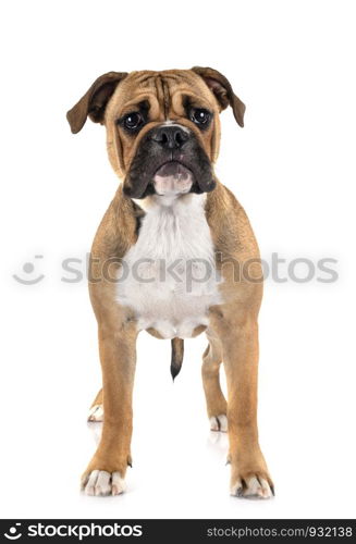 Continental bulldog in front of white background