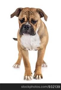 Continental bulldog in front of white background