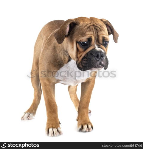 Continental bulldog in front of white background