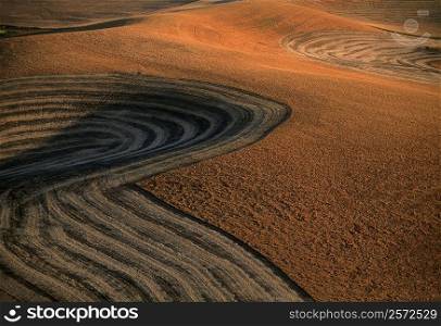Contour plowed fields of golden wheat, Washington state