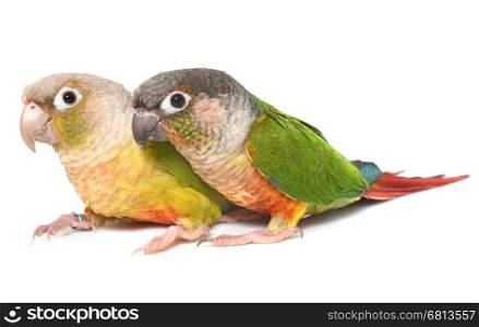 conure cinnamon in front of white background