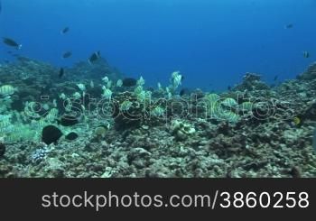 Convict surgeonfish,(Acanthurus triostegus) im Schwarm