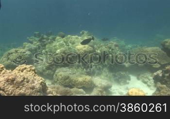 Convict surgeonfish,(Acanthurus triostegus) im Schwarm