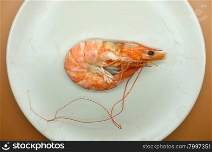 Cooked, boiled, steamed shrimp, prawn