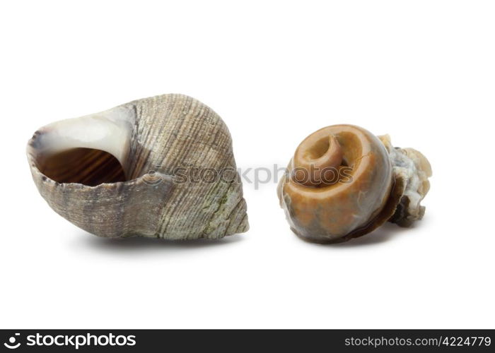 Cooked common periwinkle on white background