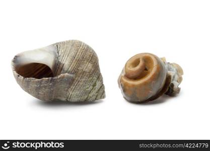 Cooked common periwinkle on white background