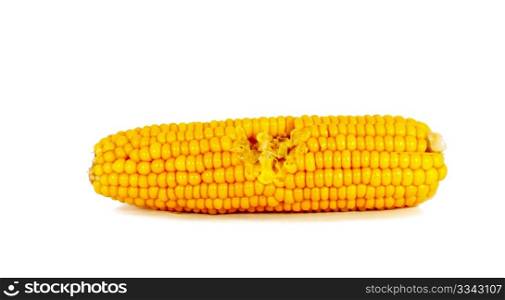 Cooked corn cob sweetcorn isolated on white