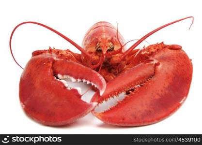 Cooked European common lobster isolated a white background. Cooked lobster