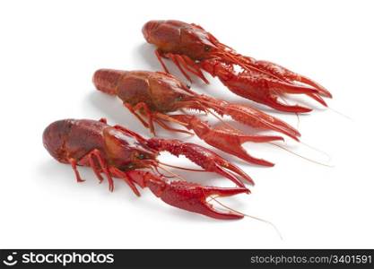 Cooked freshwater crayfishes on white background