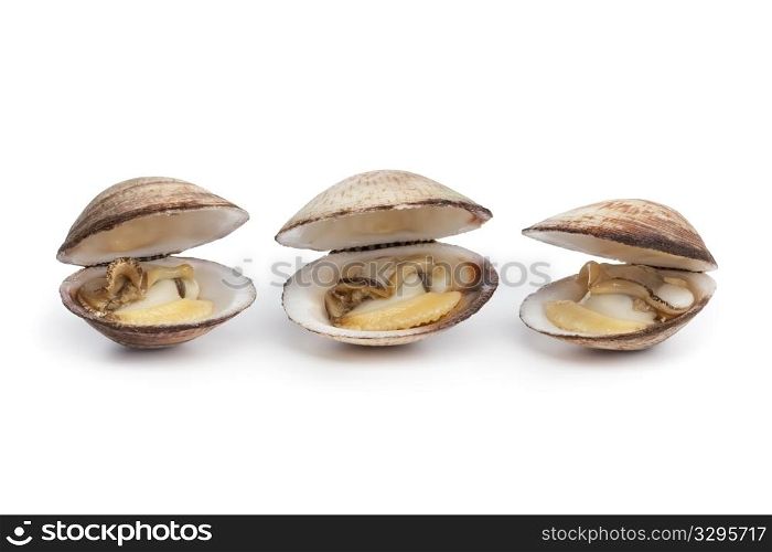 Cooked open Dog cockles on white background
