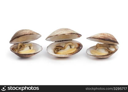 Cooked open Dog cockles on white background