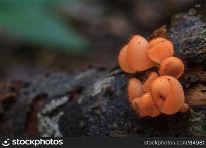 Cookeina tricholoma in rainforest, Colorful mushroom in forest Thailand