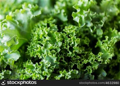cooking, healthy eating, vegetables, greens and food concept - close up of green salad lettuce