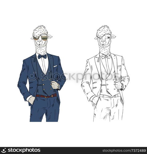 Cool Llama man dressed up in classy style. Anthropomorphic animal illustration. Hand drawn vector graphic.. Cool Llama man dressed up in classy style..