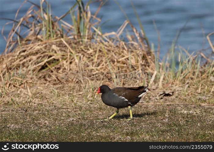 coot aquatic bird in freedom hunting in the meadow