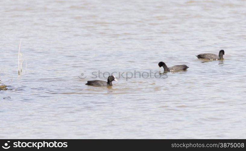 coot, Fulica atra swimming Delta wetlands Llobregat