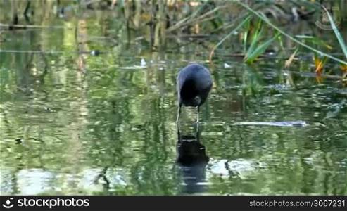 Coot in the water