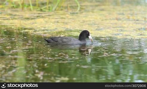 Coot in the water (Fulica atra)