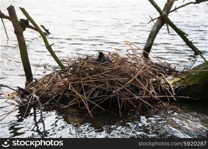 Coot on a waterside nest