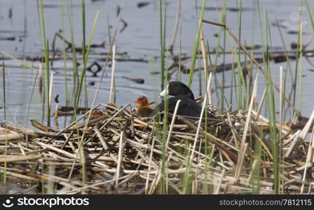 Coot or Waterhen with babies chicks young