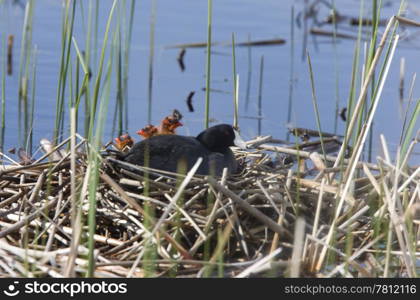 Coot or Waterhen with babies chicks young