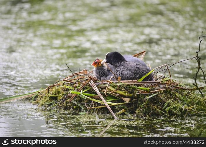 Coot rallidae fulica water bird on nest with chicks